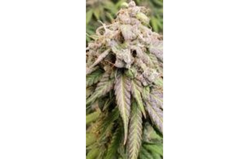 Fruity Fix Fem 3 pk