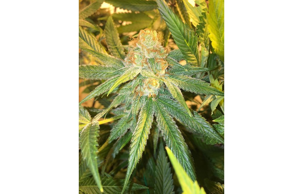 Fruity Fix Fem 3 pk