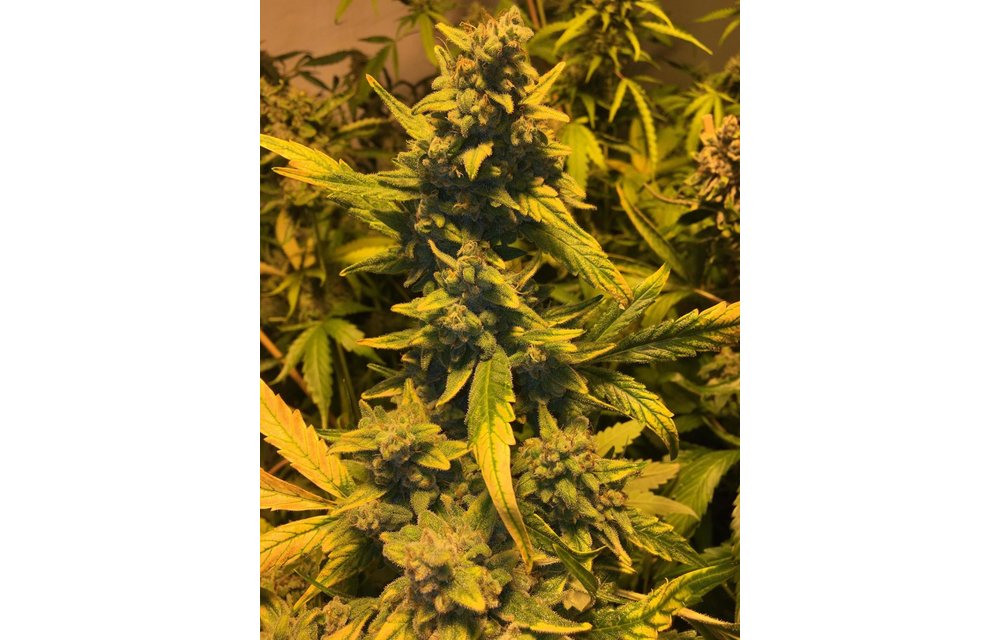 Grandma's Glue Fem 3 pk