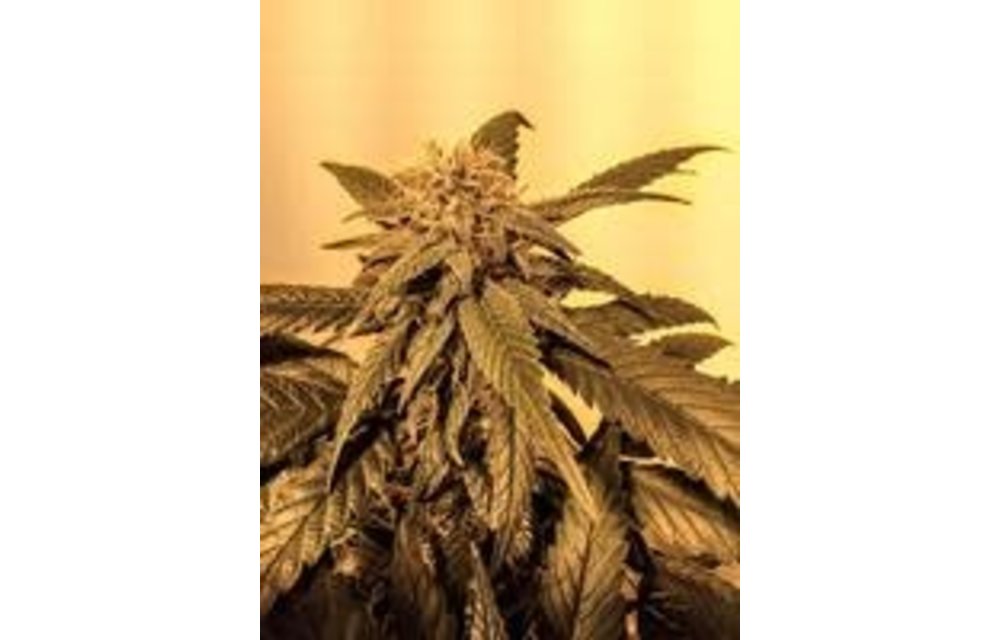Midnight Express F3 Fem 3 pk