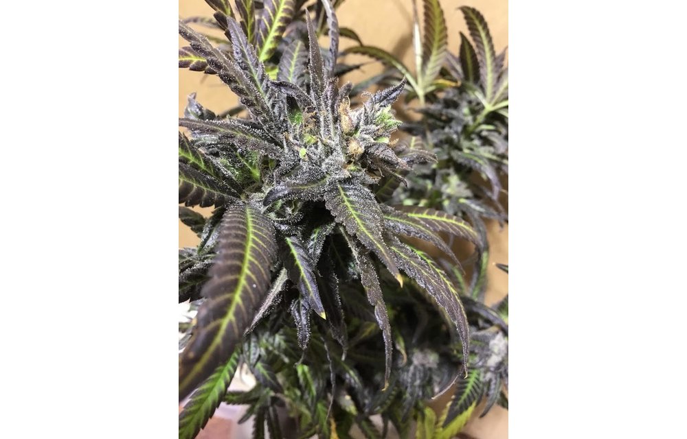Midnight Express F3 Fem 3 pk