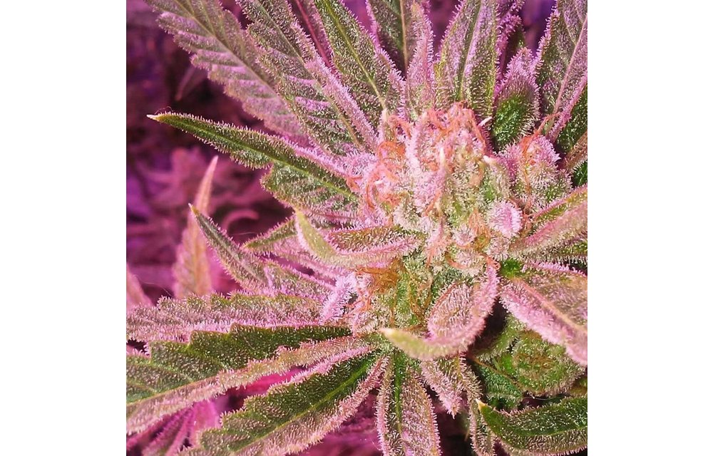 Renegade Glue Fem 3 pk