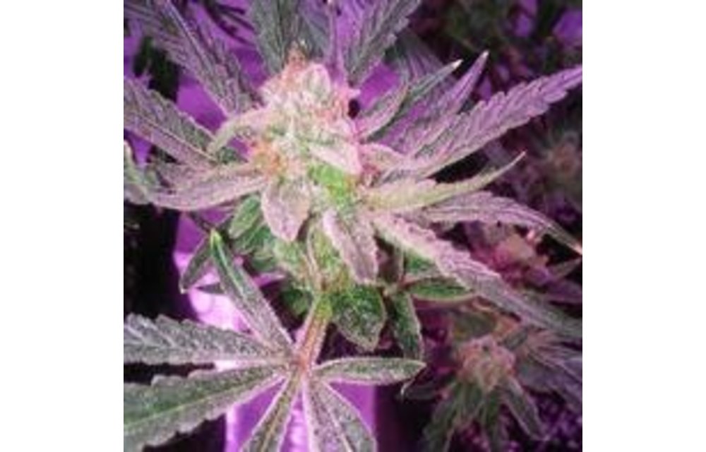 Renegade Glue Fem 3 pk