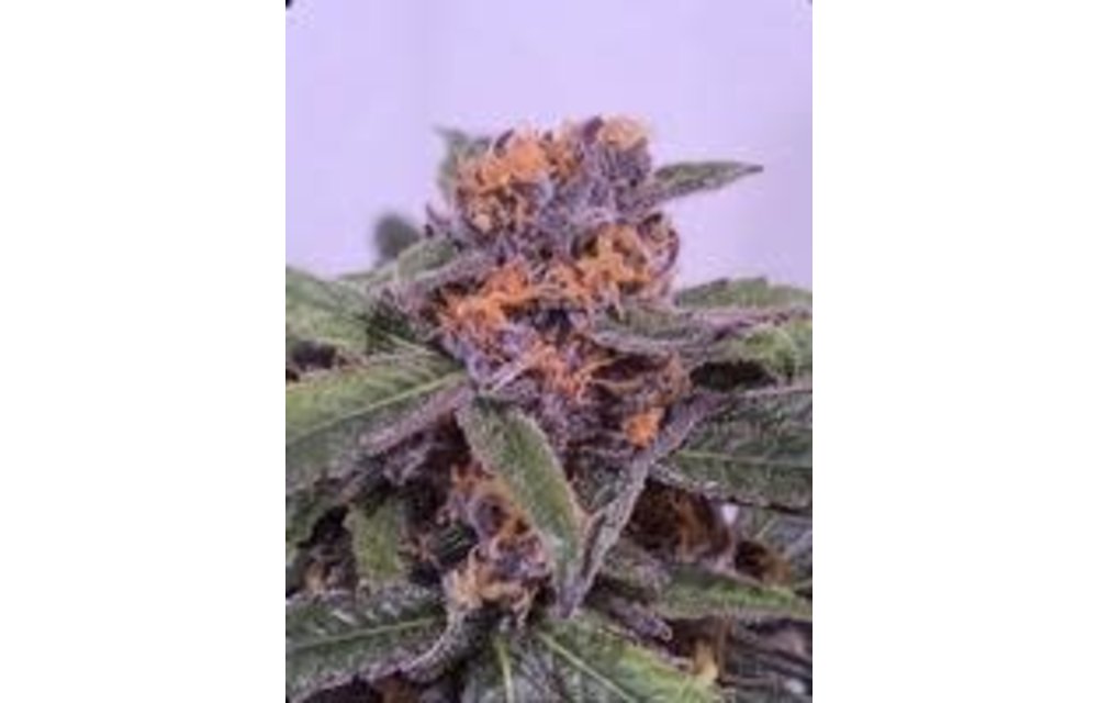 Screamberries Fem 3 pk