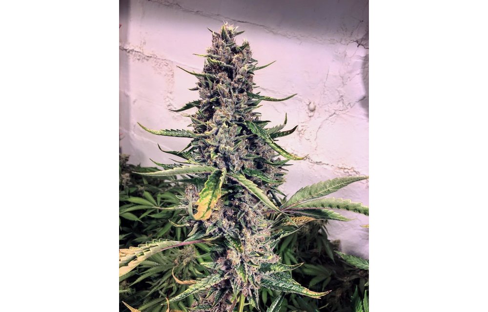 Screamberries Fem 3 pk