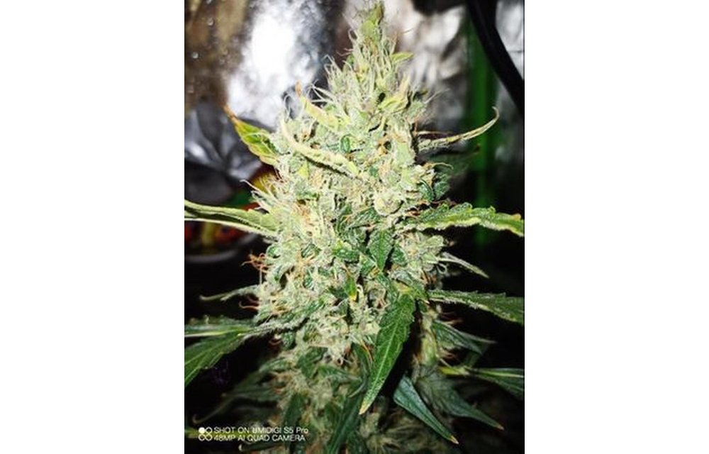 Cherry Cheese Skunk Auto Fem 3 pk