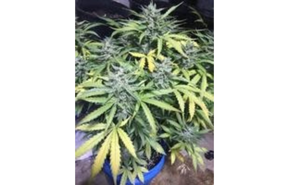 Blood Temple Kush Auto Fem 3 pk