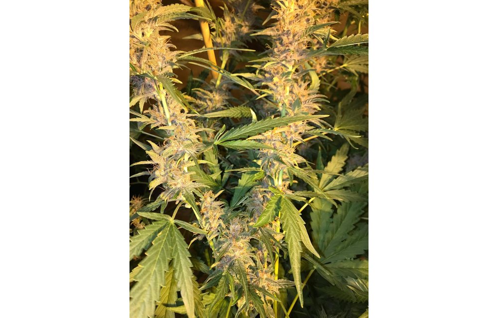 Nerve Gas Auto Fem 3 pk