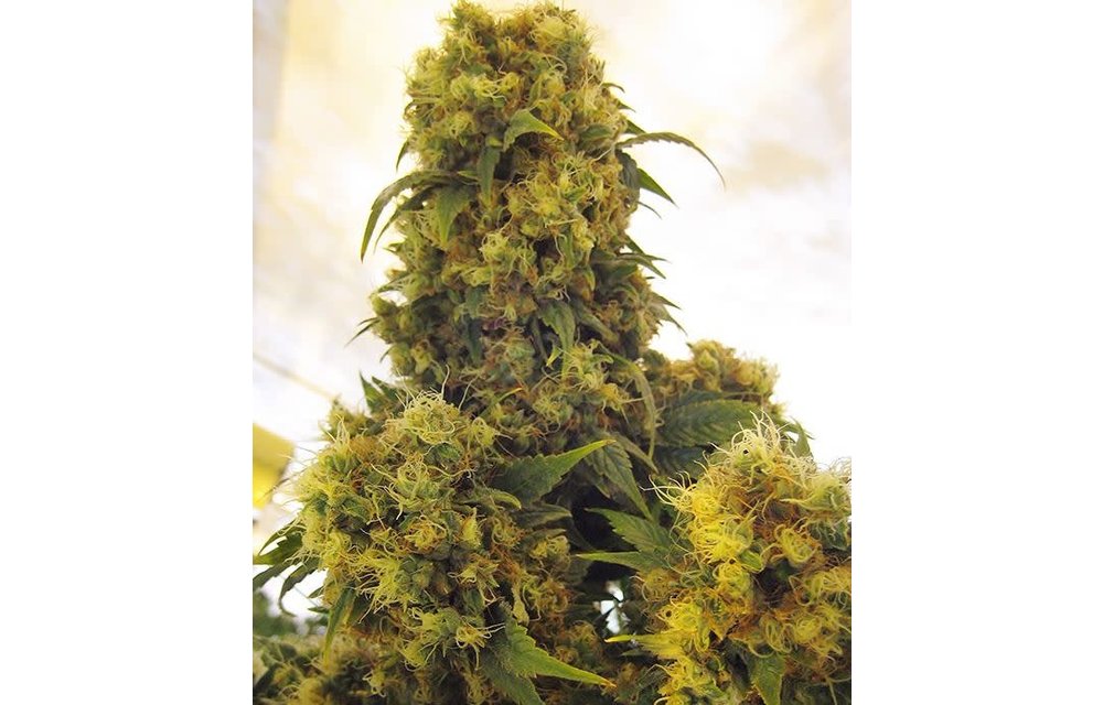 Critical Skunk Reg 5 pk