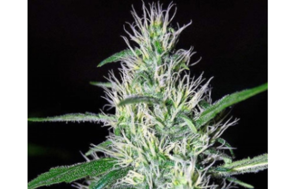 Critical Widow Fem 5 pk