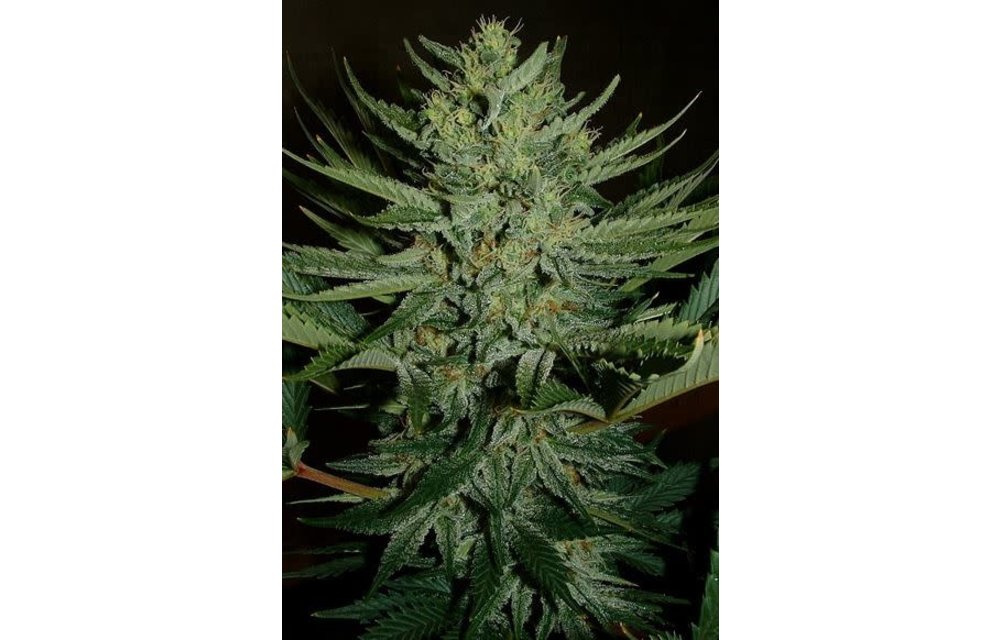 Medicine Man aka White Rhino Reg 5 pk