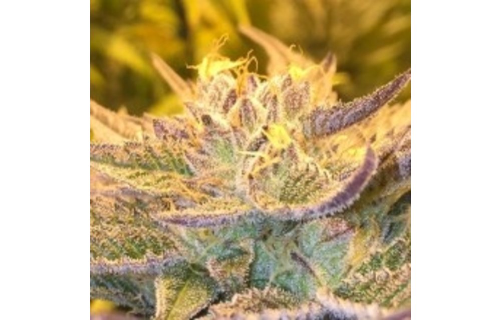 CBD Girl Scout Cookies Fem 5 pk