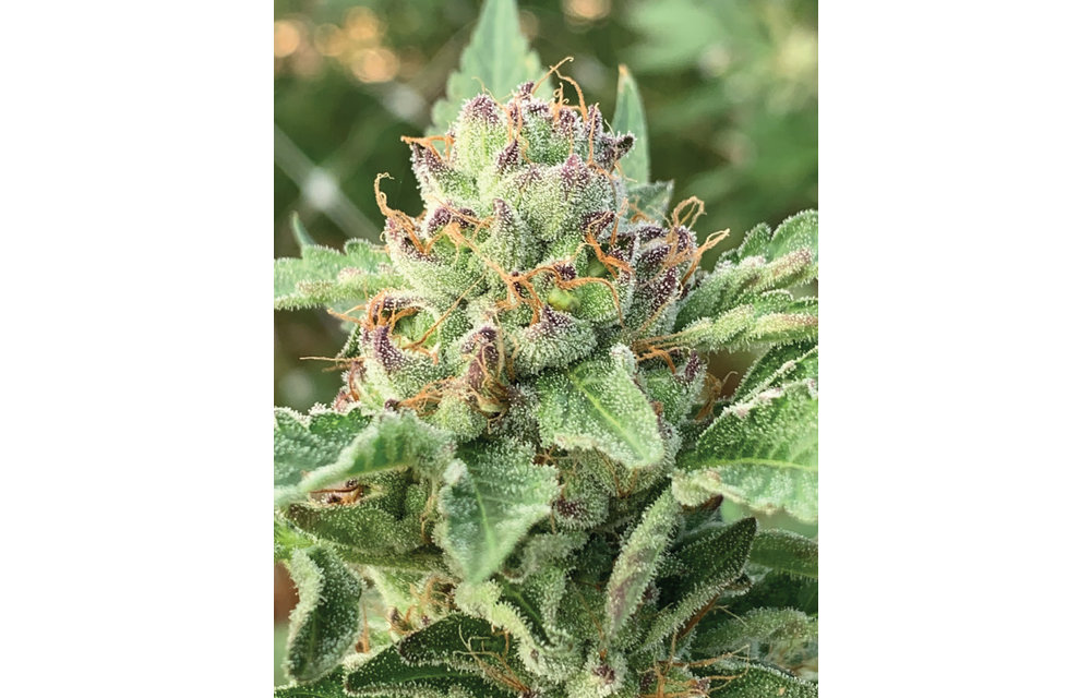 Apple Blossom Reg 20 pk
