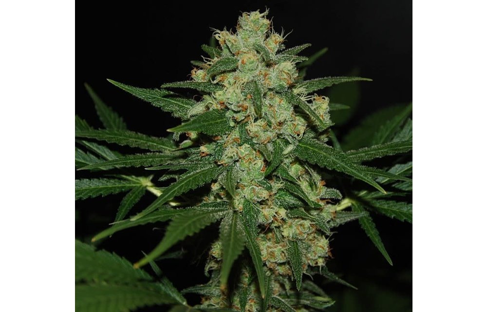 Hawaiian Afghan Fem 5 pk