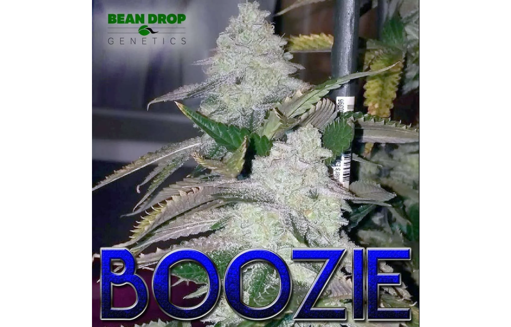 Boozie Reg 12 pk