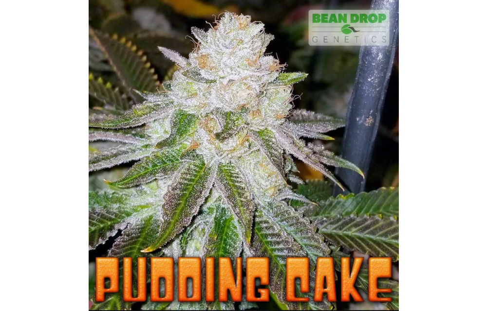 Pudding Cake Reg 12 pk