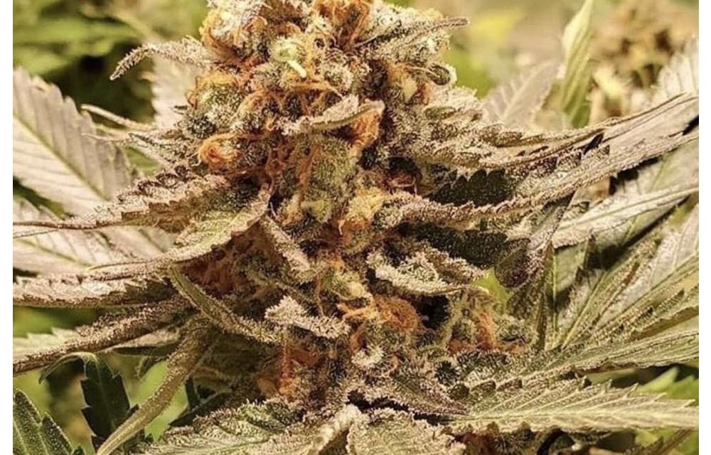Jokers Wild Fem 6 pk