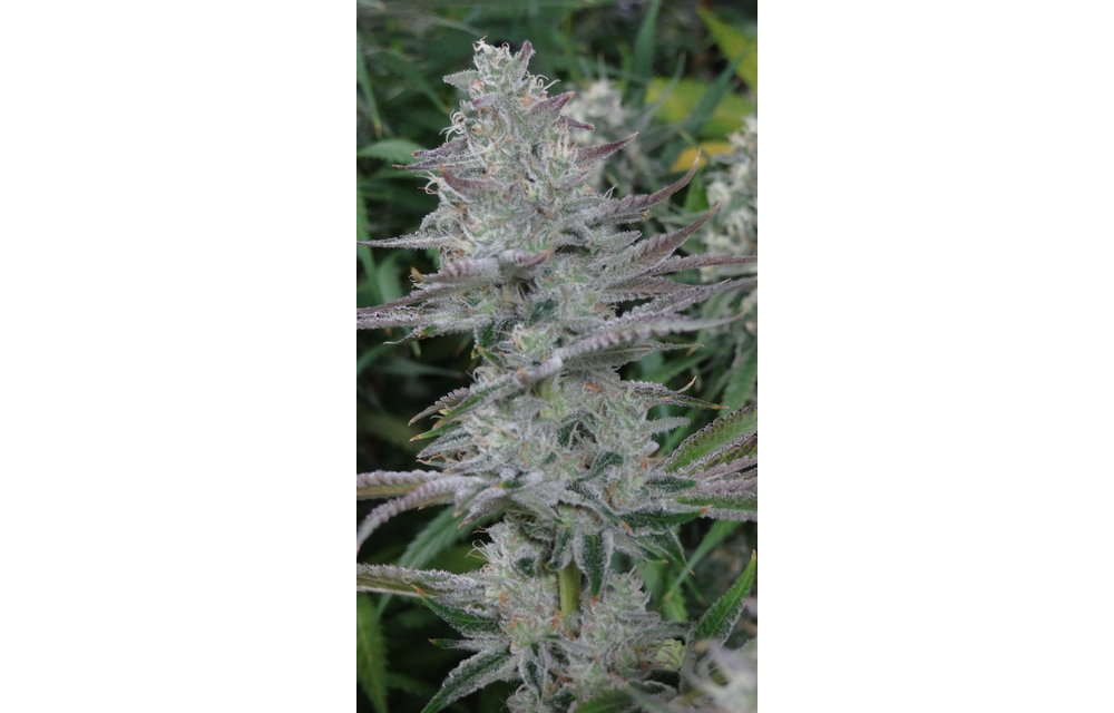 Purple Hoe Reg 10 pk