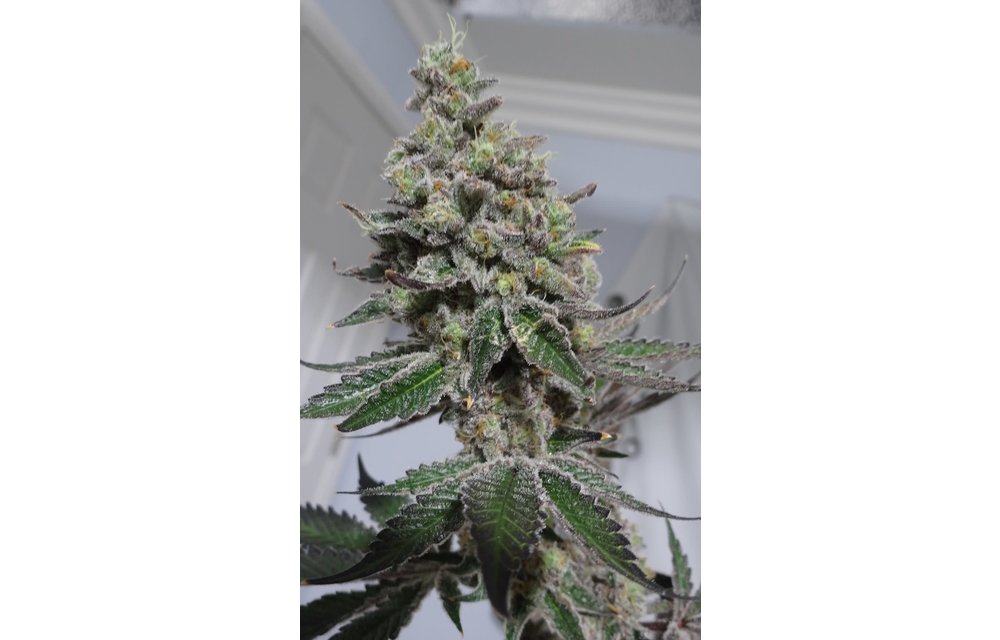 Grandpa's Sundae Reg 10 pk