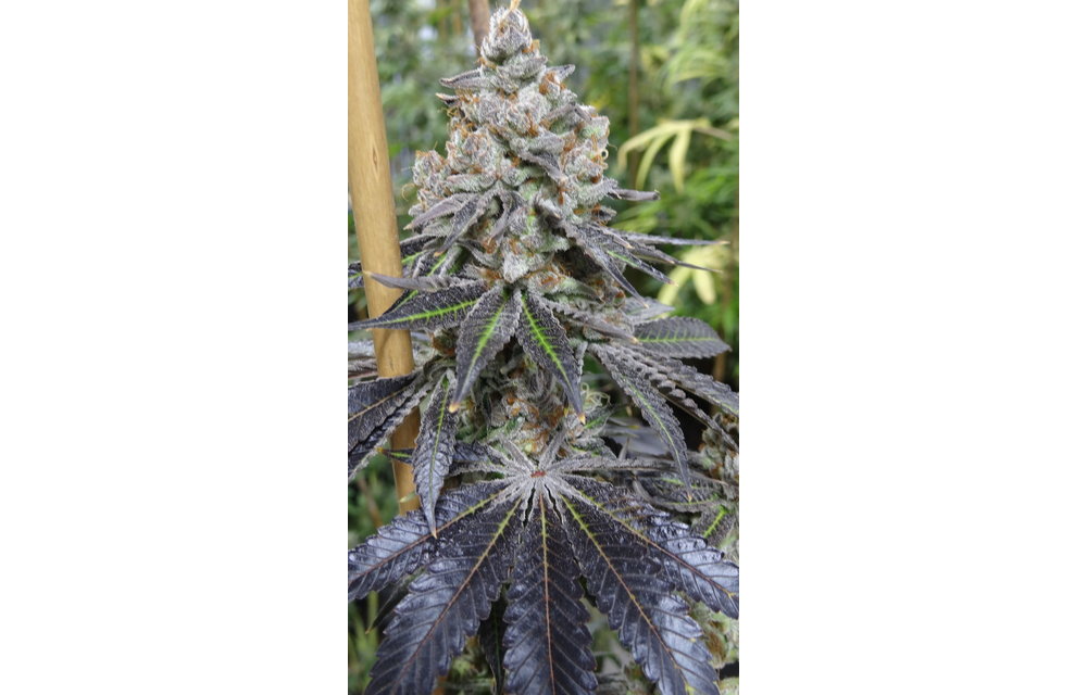 Grape Punch Reg 10 pk