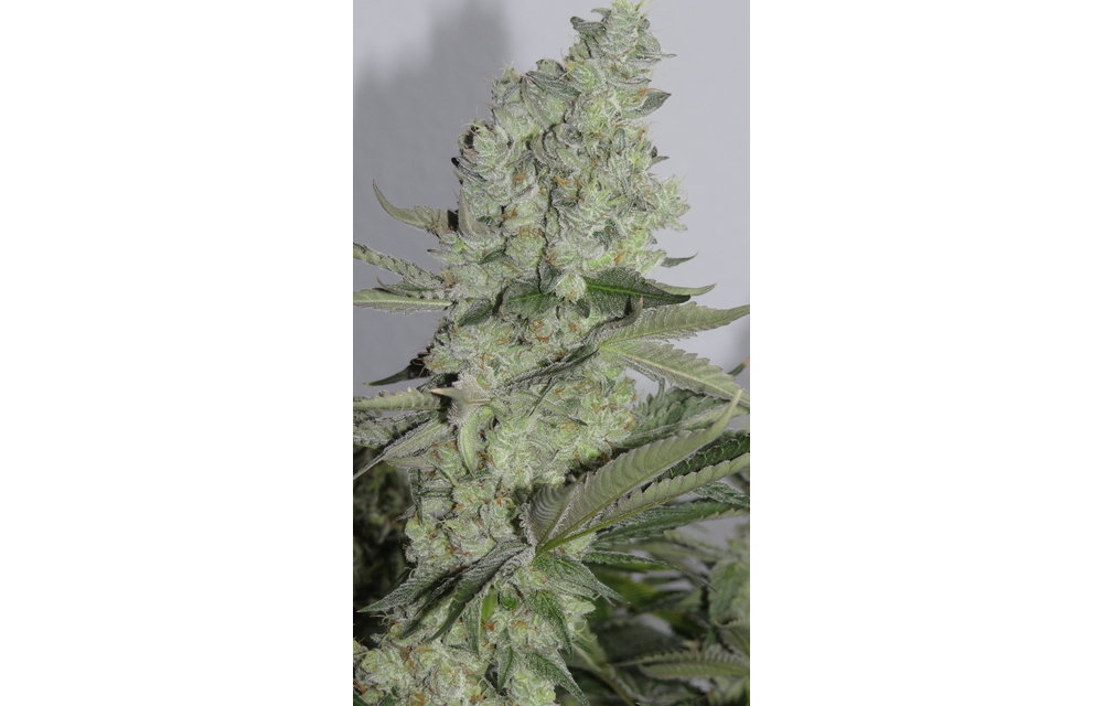 Mendo Ghost OG Reg 10 pk