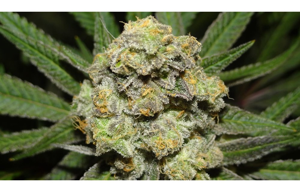 White Afghani Fem 5 pk