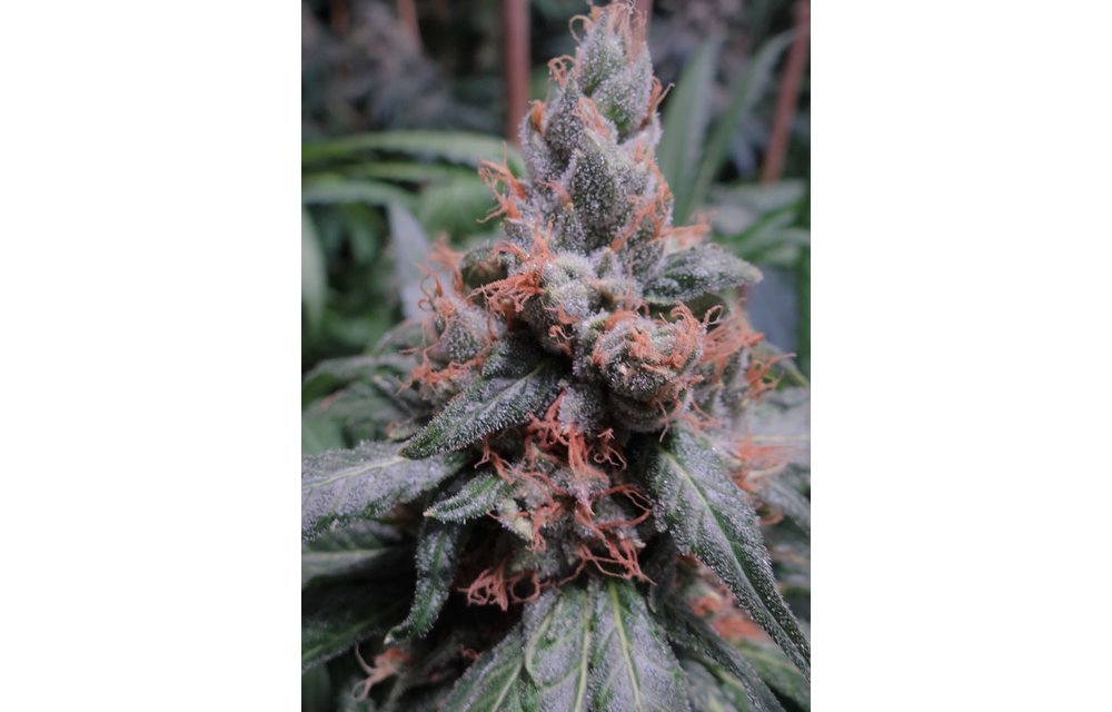 Cherry Pop Fem 5 pk