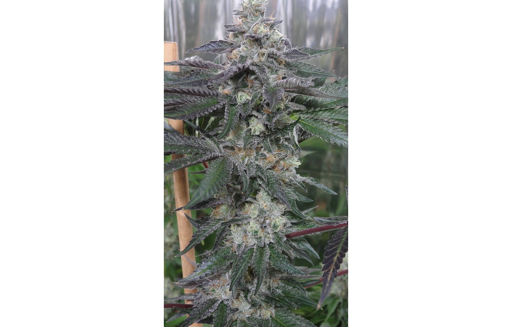 Berry Bush Fem 5 pk