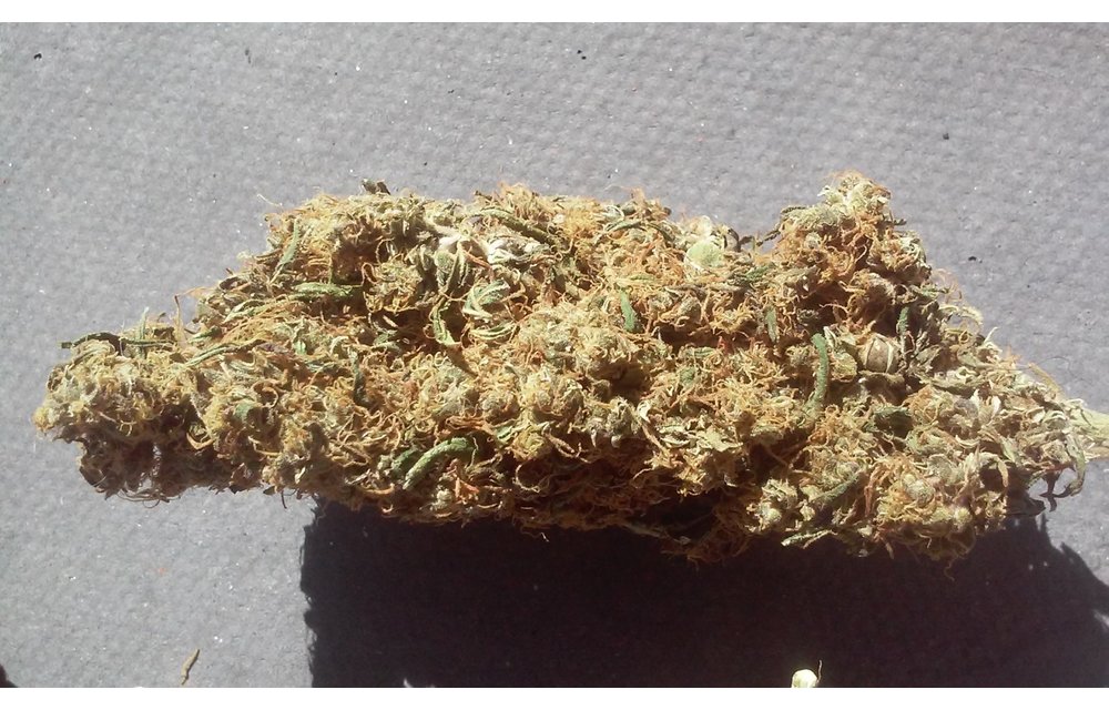 Colombian Gold #3 Fem 5 pk