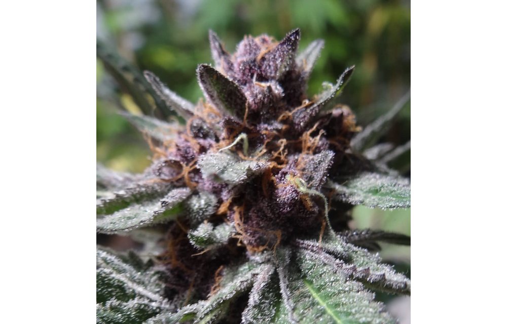 Koby's Organics Mixed Genetics Fem 10 pk