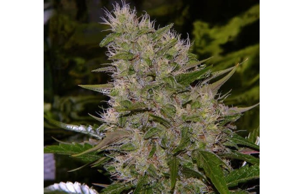 Critical Mass Reg 5 pk