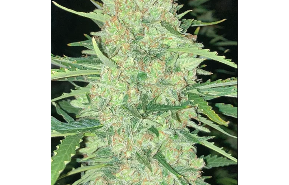 Flint Auto Plant Reg 12 pk