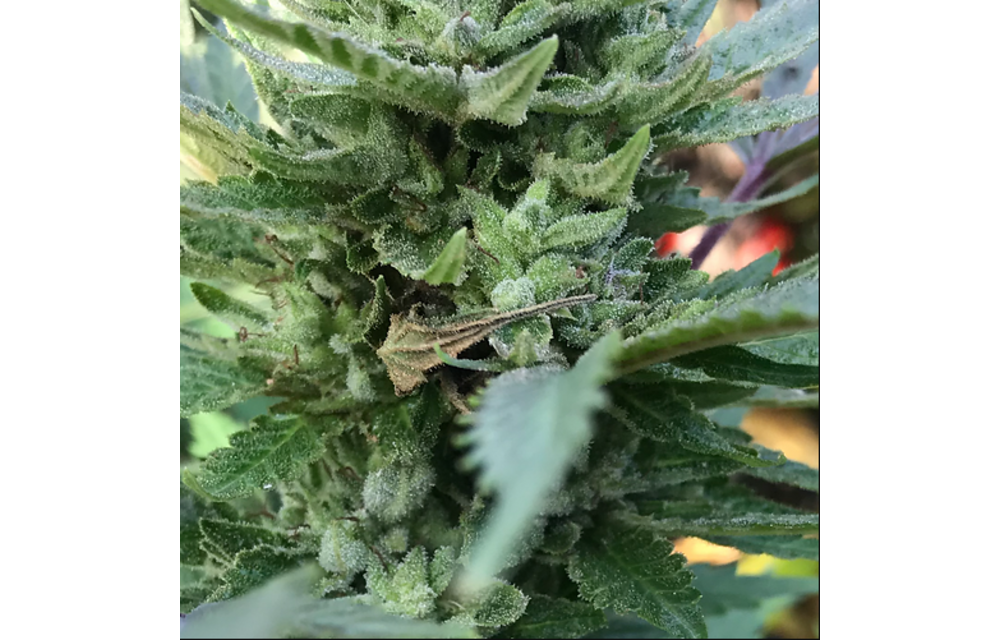 Gold Leaf x Northern Lights Reg 12 pk