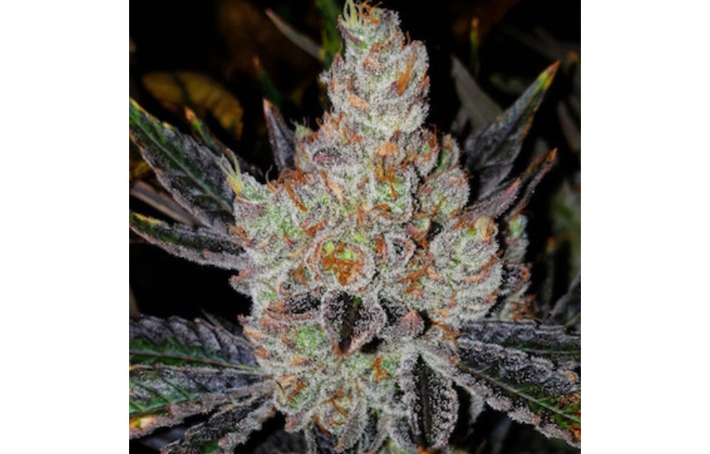 10th Planet Fem 10 pk