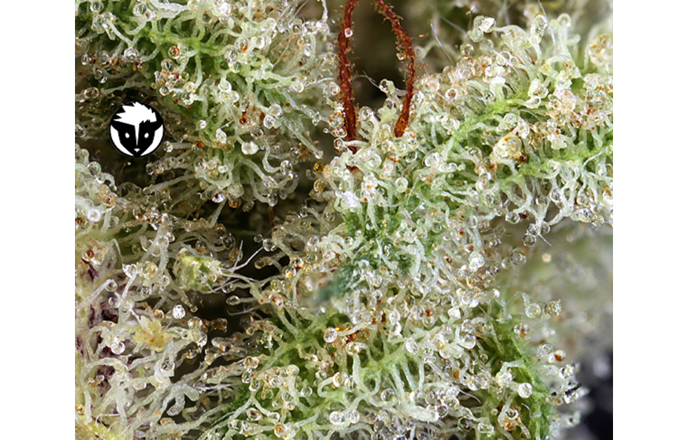 Ghost Train Haze #1 Fem 6 pk