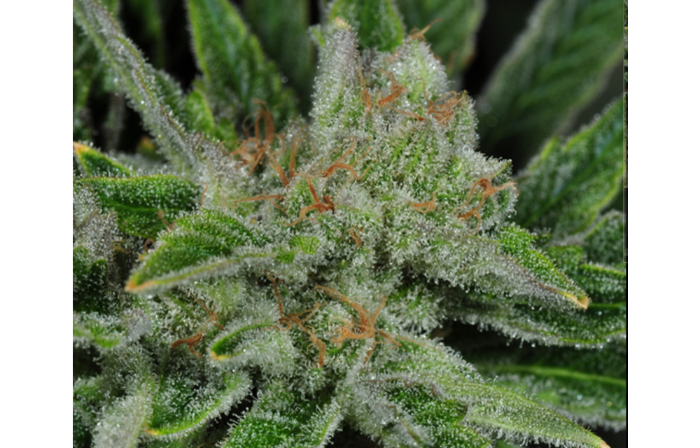 Ghost Train Haze #1 Fem 6 pk