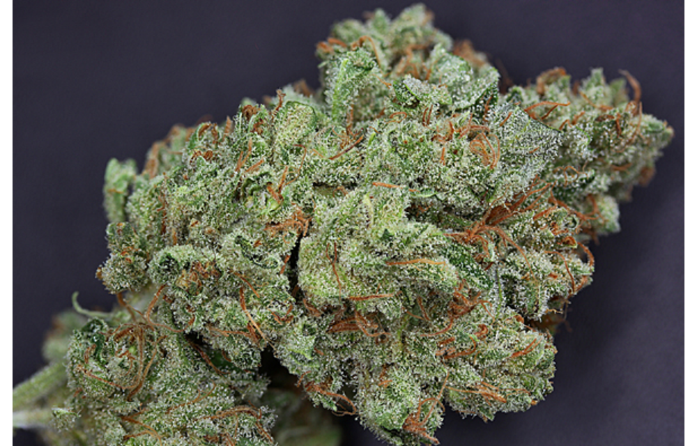 Ghost Train Haze #1 Fem 6 pk