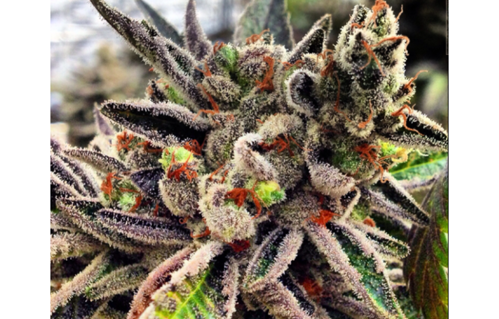 Scott's OG Fem 6 pk