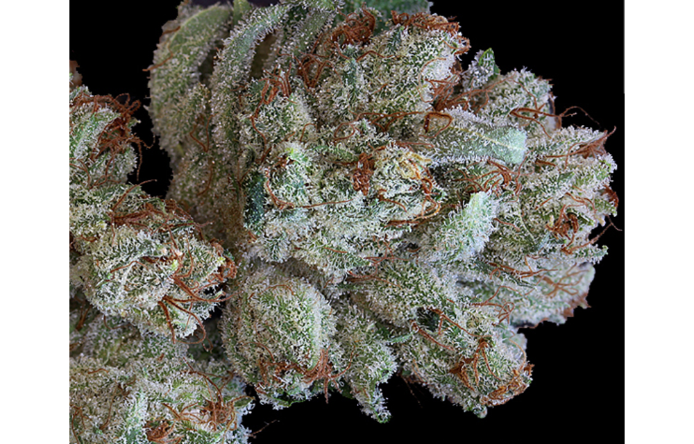 Scott's OG Fem 6 pk