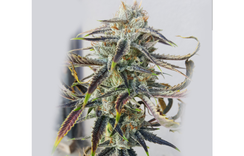 Jenny Kush Reg 12 pk