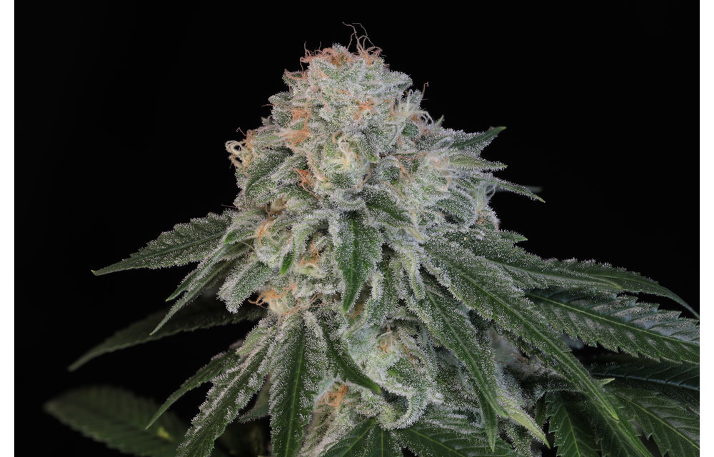 Something Good Fem 6 pk