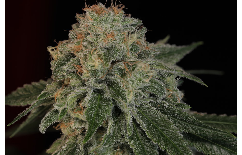 Something Good Fem 6 pk