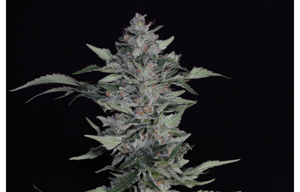 Something Good Fem 6 pk