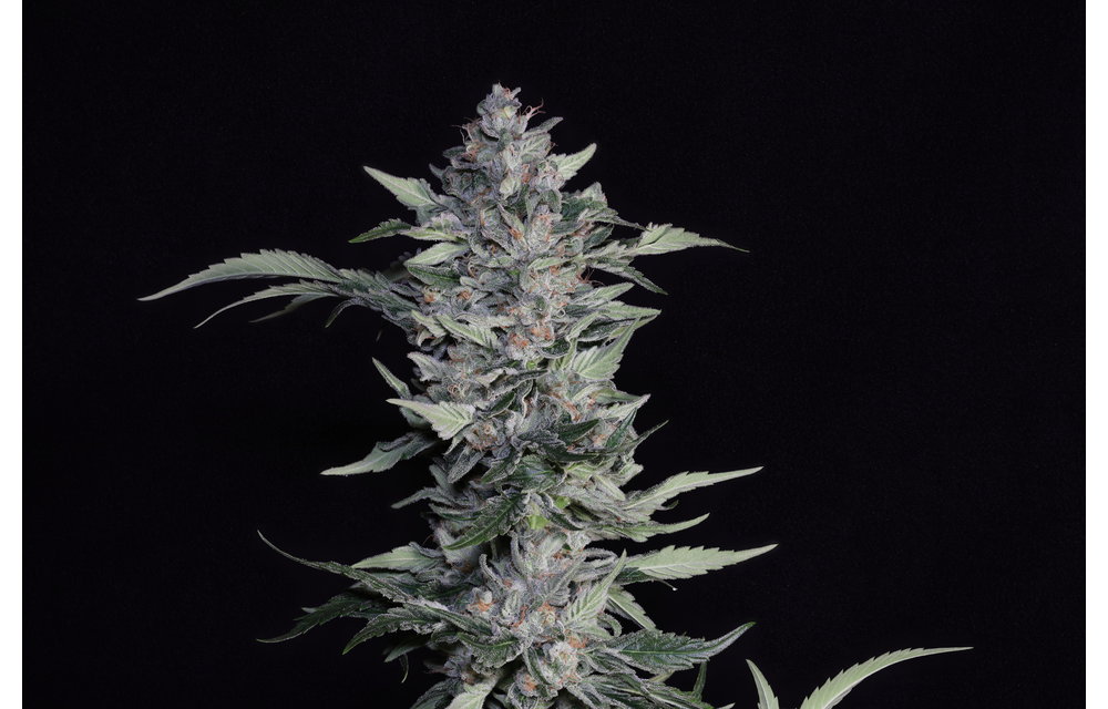 Something Good Fem 6 pk
