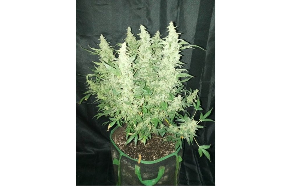Double Bubble Blueberry Trouble Auto Fem 3 pk