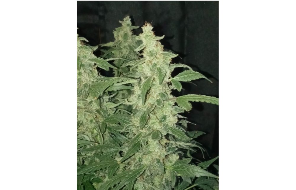 Double Bubble Blueberry Trouble Auto Fem 3 pk