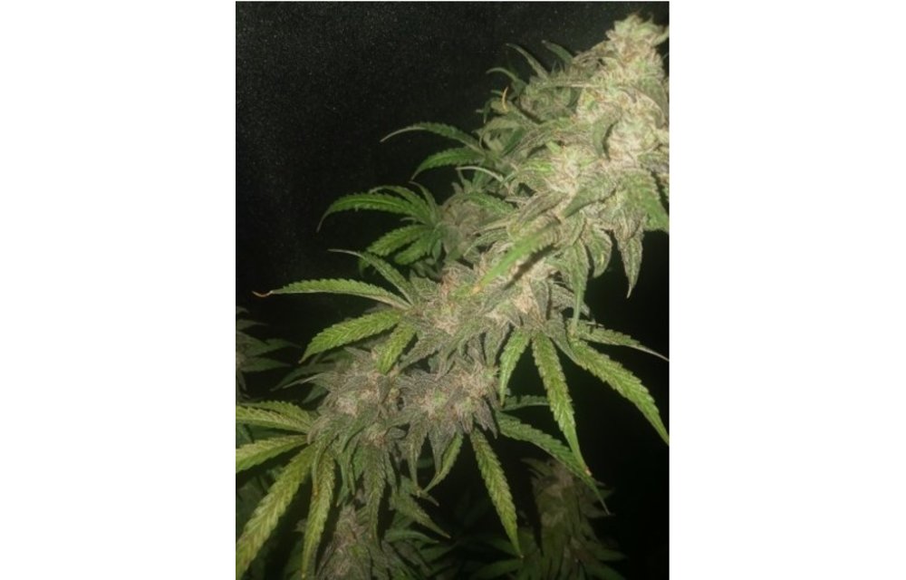 Root Beer Float Auto Fem 3 pk