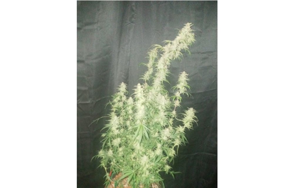 Root Beer Float Auto Fem 3 pk