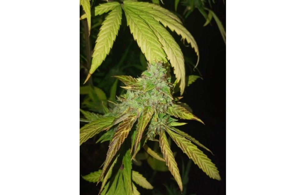 What the Fuck F1 Auto Fem 3 pk