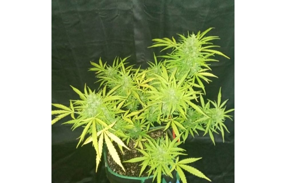 What the Fuck F1 Auto Fem 3 pk
